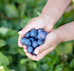 Blueberries is in the child's hands.