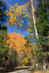 Aspen near Lake Tahoe