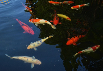 carp fish pond