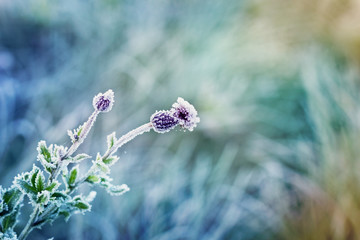 abstract natural background from plant covered with hoarfrost or rime