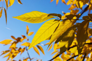 yellow autumn leafs against blue sky, fall trees in sun light