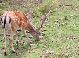Majestic deer with large horns in the mountain