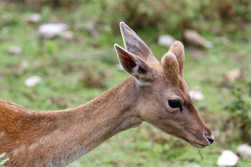 deer grazing in the high mountains