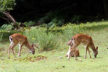 bunch of deer in the meadow in the mountains