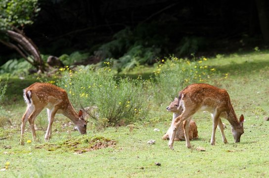 bunch of deer in the meadow in the mountains