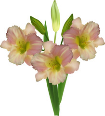bunch of isolated three cream lily flowers