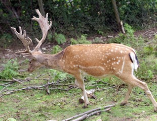 Majestic deer with large horns in the mountain