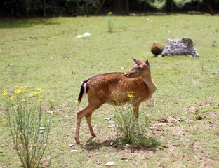 young deer  grazing in alpine meadow in summer