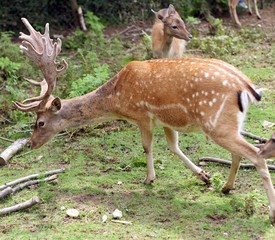 Majestic deer with large horns