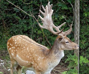 Majestic deer with large horns in the mountain