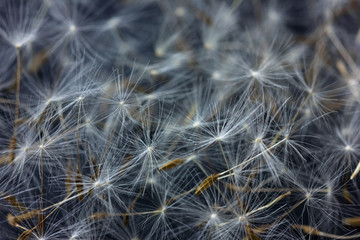 Dandelion abstract background, closeup flowers feather