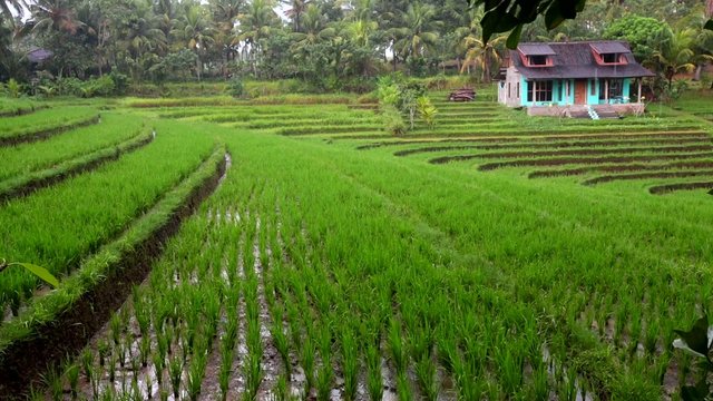 terrace rice fields, Bali, Indonesia 