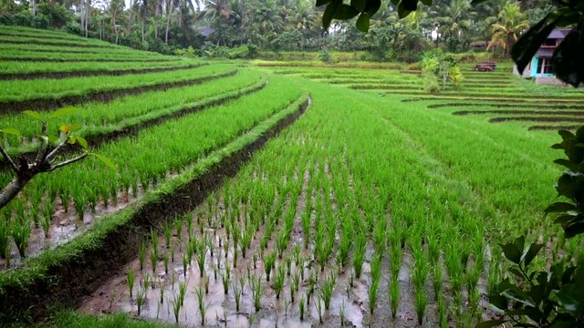 terrace rice fields, Bali, Indonesia