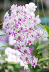 pink hybrid Dendrobium orchid flower