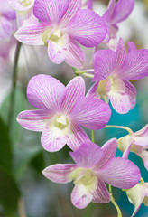 Naklejka na ściany i meble pink hybrid Dendrobium orchid flower