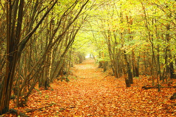 Obraz premium Autumn