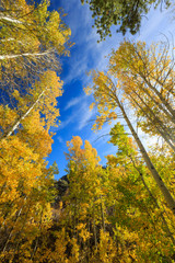 Naklejka premium Beautiful Aspen