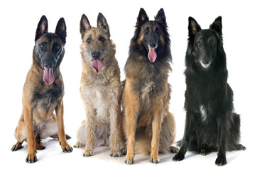 four belgian shepherds