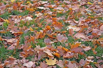 Withered maple leaves on green grass as a background