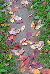Footpath in fallen leaves bird cherry