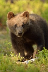 Bear cub in forest