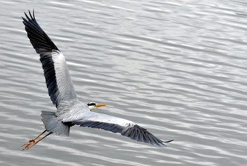 Fischreiher im Flug