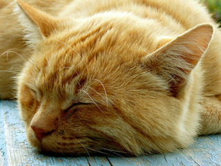 red cat sleeping on the bench