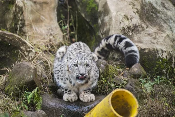 Fotobehang Snow leopard © sin_ok