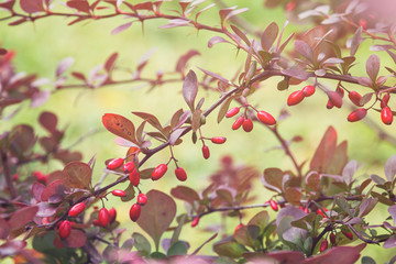 barberry bush in autumn sunlight
