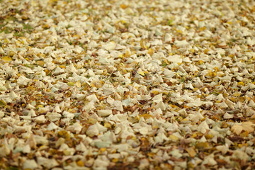 grass field covered with autumn linden leaves