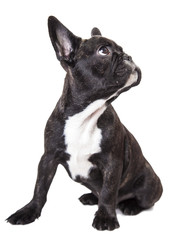 Dog Ears White Background photos, royalty-free images, graphics ...