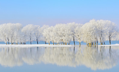 winter trees covered with frost