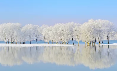 Winterbäume mit Frost bedeckt