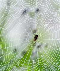Spinne, Spinnennetz und Morgentau :)