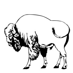 black and white bison vector illustration © Iosif