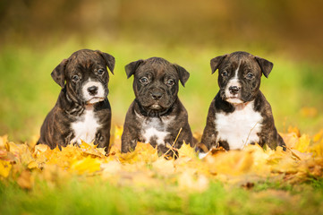 American staffordshire terrier puppies sitting on the leaves