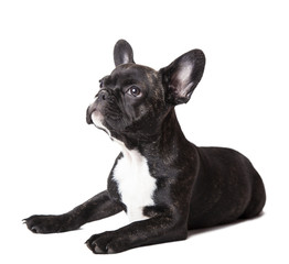 Fototapeta premium small french bulldog