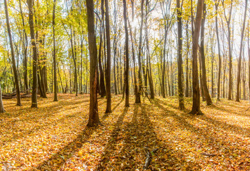 Beautiful autumn lives in forest in Kiev, Goloseevo