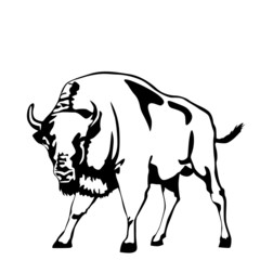 black and white aurochs illustration