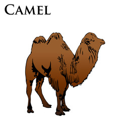 colored camel vector illustration