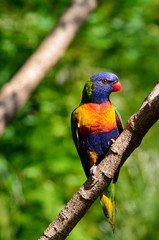 Fototapeta na wymiar Australian Rainbow Lorikeet