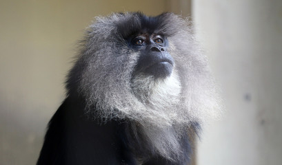 Fototapeta premium モンキー