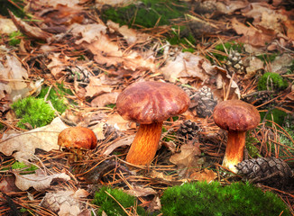 Three autumnal mushrooms in forest.