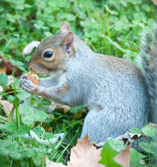 Obraz premium beautiful squirrel with his food