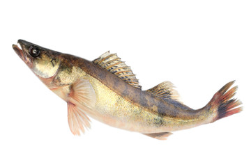Large pike perch