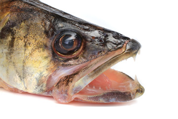 Large pike perch
