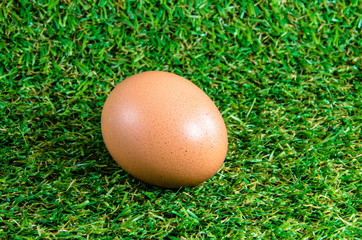 egg on grass background