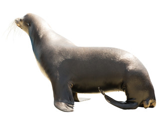  Earless seal. Isolated  over white © JackF