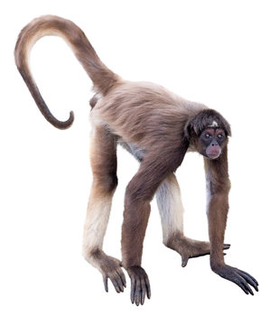 White-bellied spider monkey