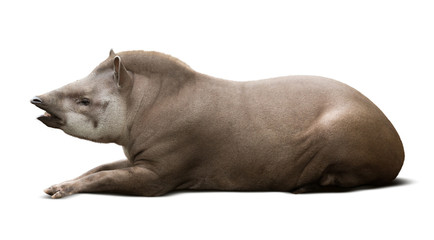 Fototapeta premium laying male tapir